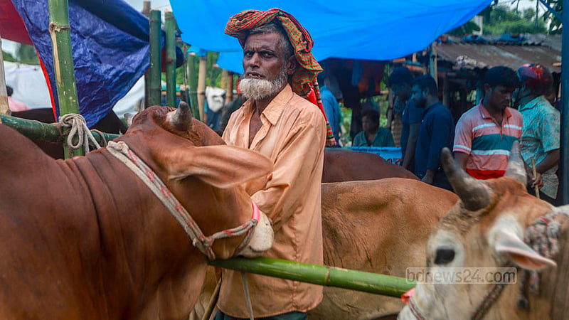 কোরবানির গরু নিয়ে মঙ্গলবার ক্রেতার অপেক্ষায় ঢাকার হাজারীবাগ হাটের এক ব্যাপারি।&amp;nbsp;ছবি: তাওহীদুজ্জামান তপু