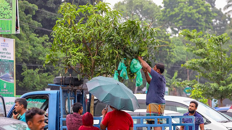 জাতীয় বৃক্ষ মেলা থেকে ফলসহ আম গাছ কিনে পিকাআপ ভ্যানে করে নিয়ে যাচ্ছেন একজন। ছবি: আসিফ মাহমুদ অভি