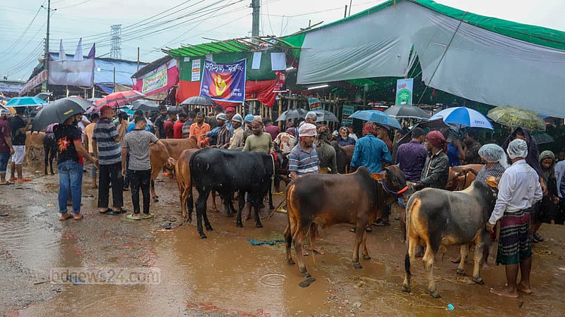 ঢাকার সবচেয়ে বড় পশুর হাট গাবতলীতে ঈদের আগের দিন বুধবার বৃষ্টির মধ্যে ক্রেতার অপেক্ষায় বিক্রেতারা। ছবি: আসিফ মাহমুদ অভি