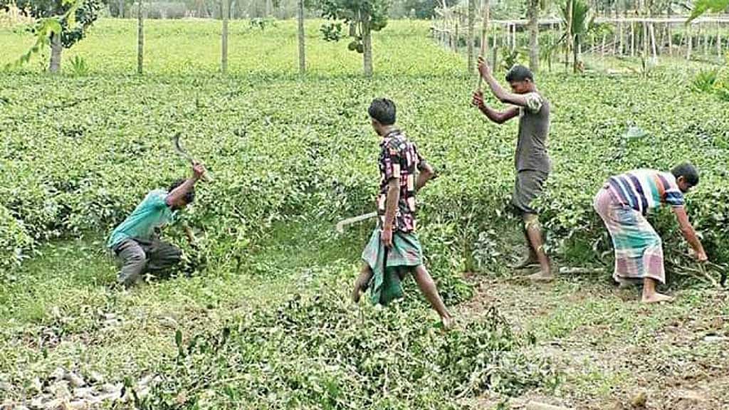 পঞ্চগড়ে চা পাতার ন্যায্য মূল্য ‘না পেয়ে সংকটে’ চাষিরা