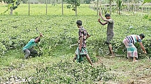 পঞ্চগড়ে চা পাতার ন্যায্য মূল্য ‘না পেয়ে সংকটে’ চাষিরা
