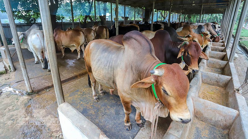 কোরবানির ঈদে বিক্রির জন্য সাভারের বিরুলিয়া এলাকার এই খামারে লালন-পালন করা হচ্ছে বিভিন্ন জাতের গরু। ছবি: আসিফ মাহমুদ অভি