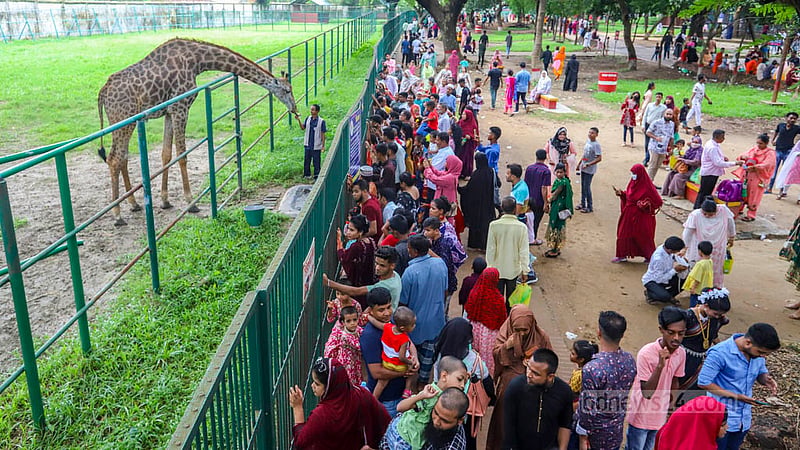 কোরবানির ঈদের পরদিন ঢাকা চিড়িয়াখানায় জিরাফ দেখতে ভিড়। ছবি: আসিফ মাহমুদ অভি