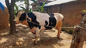 কোরবানির বাজার: ৩০ মণের বাদশার দাম ‘১২ লাখ’ টাকা