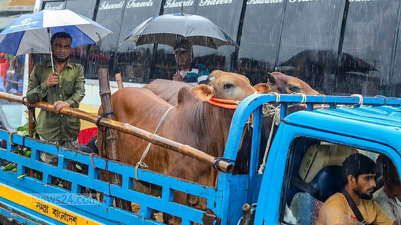 পশুরহাট থেকে কোরবানির গরু কিনে পিকআপভ্যানে করে বাড়ি নিয়ে যাওয়া হচ্ছে। ছবি: আসিফ মাহমুদ অভি