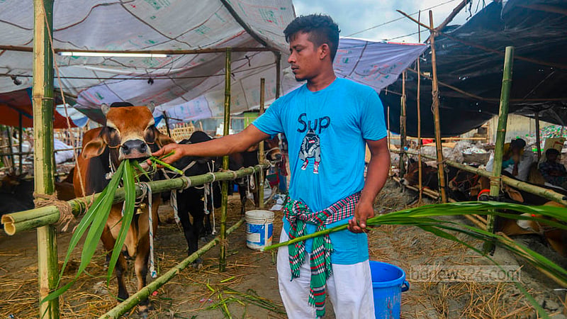 ঢাকার হাজারীবাগ পশুর হাটে গরু নিয়ে এসেছেন মোহাম্মাদ আল-আমিন। আর পশুগুলোর খাবারের ঘাস তিনি কিনছেন রায়েরবাজার থেকে।&amp;nbsp;ছবি: তাওহীদুজ্জামান তপু