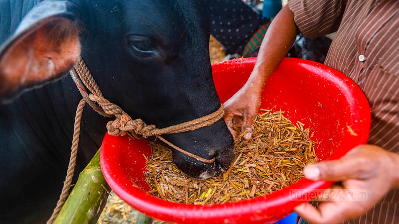 ঢাকার হাজারীবাগ কোরবানির পশুর হাটে মঙ্গলবার গরুকে খাবার দিচ্ছেন একজন।&amp;nbsp;ছবি: তাওহীদুজ্জামান তপু