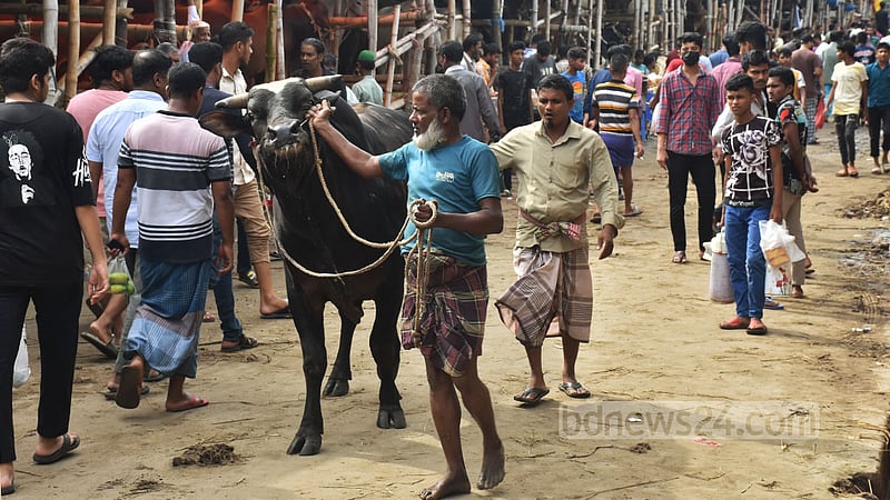 চট্টগ্রামের সাগরিকা পশুর হাট থেকে কোরবানরি গরু কিনে বাড়ি ফিরছেন ক্রেতারা।&amp;nbsp;ছবি: সুমন বাবু