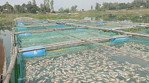 ফুলজোড় নদীর দূষণ: বগুড়ার দুই কারখানাকে জরিমানা