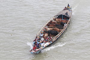 গ্রাম থেকে গরু আসছে নগরে