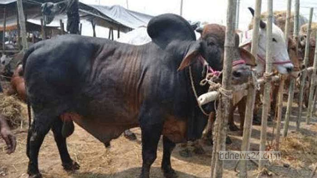গরু পালনের খরচ দ্বিগুণ, ঈদের আগে দাম নিয়ে চিন্তায় খামারিরা