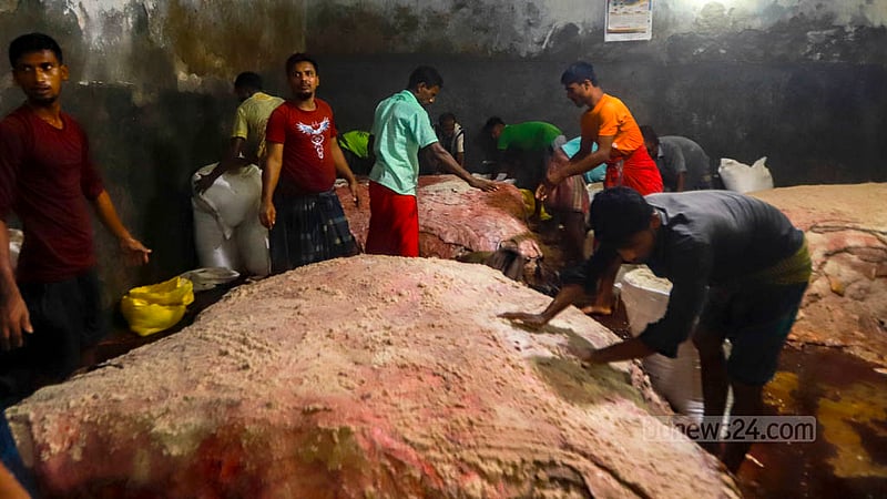 পুরান ঢাকার পোস্তার আড়তে কোরবানির পশুর চামড়ায় লবণ মেখে এভাবেই সংরক্ষণ করা হয়।&amp;nbsp;ছবি: তাওহীদুজ্জামান তপু