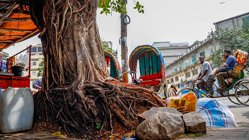 ফুটপাতের পাশে বয়স্ক এই বটগাছের গোড়া ঘিরে রাখা হয়েছে কংক্রিট দিয়ে। গাছের নিচে করা হয়েছে চায়ের দোকান। গাছটির শিকড় দেখলে বোঝা যায় বছরের পর বছর এর গোড়ায় পরেনি মাটি।&amp;nbsp;ছবি: মাহমুদ জামান অভি