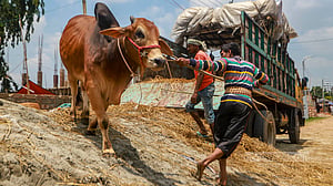 বছিলা হাটের কোরবানি পশু