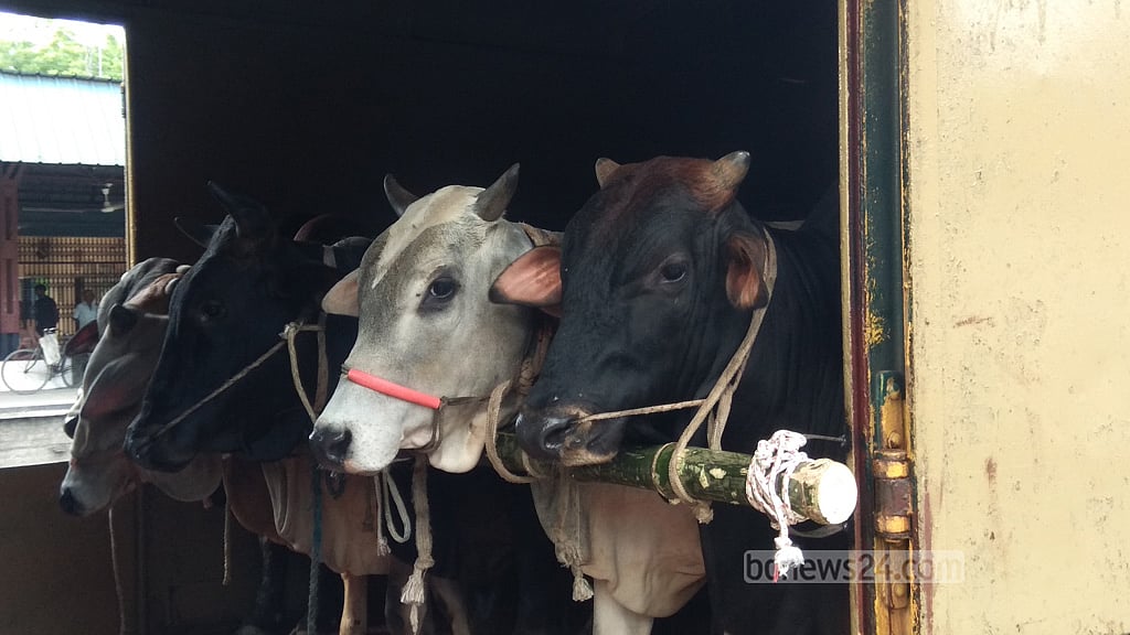 ‘ম্যাঙ্গো ট্রেনে' ঢাকায় আসছে কোরবানির পশু