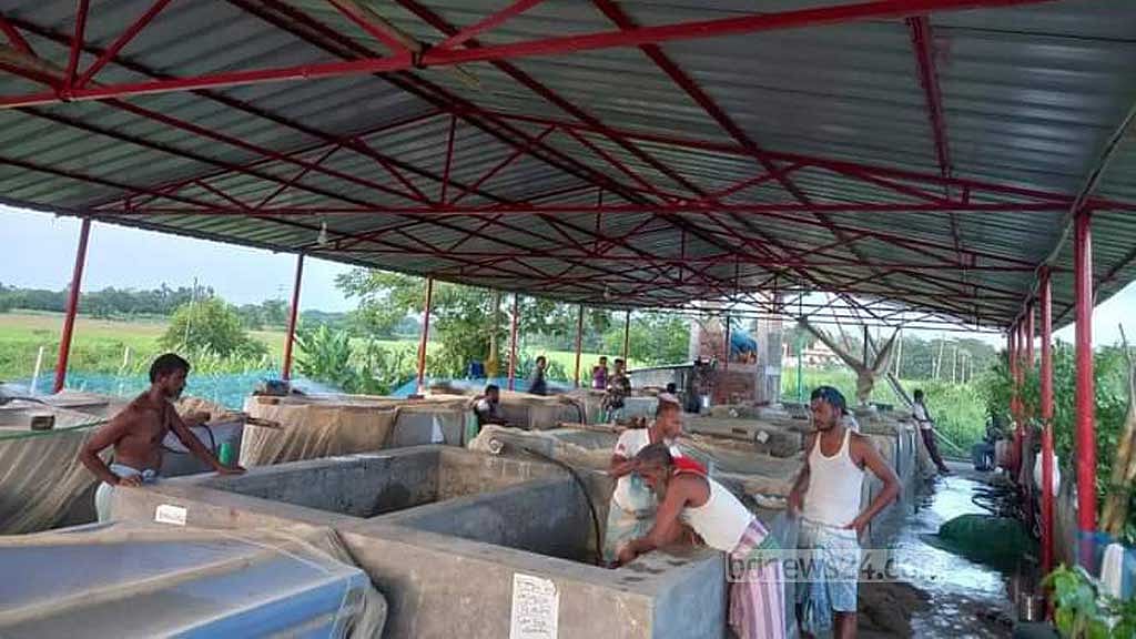 হালদায় আশাতীত ডিম, হ্যাচারিতে গিয়ে ‘হতাশা’