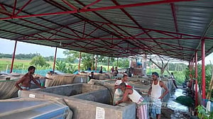 হালদায় আশাতীত ডিম, হ্যাচারিতে গিয়ে ‘হতাশা’