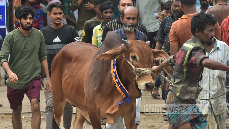 চট্টগ্রামের সাগরিকা পশুর হাট থেকে কোরবানরি গরু কিনে বাড়ি ফিরছেন ক্রেতারা।&amp;nbsp;ছবি: সুমন বাবু