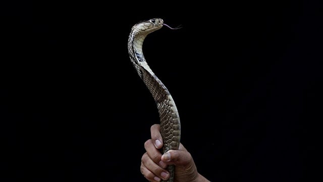 দেশে সাপের দংশনে বছরে সাড়ে ৭ হাজারের বেশি মৃত্যু