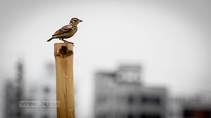 ইট-পাথরের নগরে পাখিরা ঠাঁই করে নেবে কোথায়?
