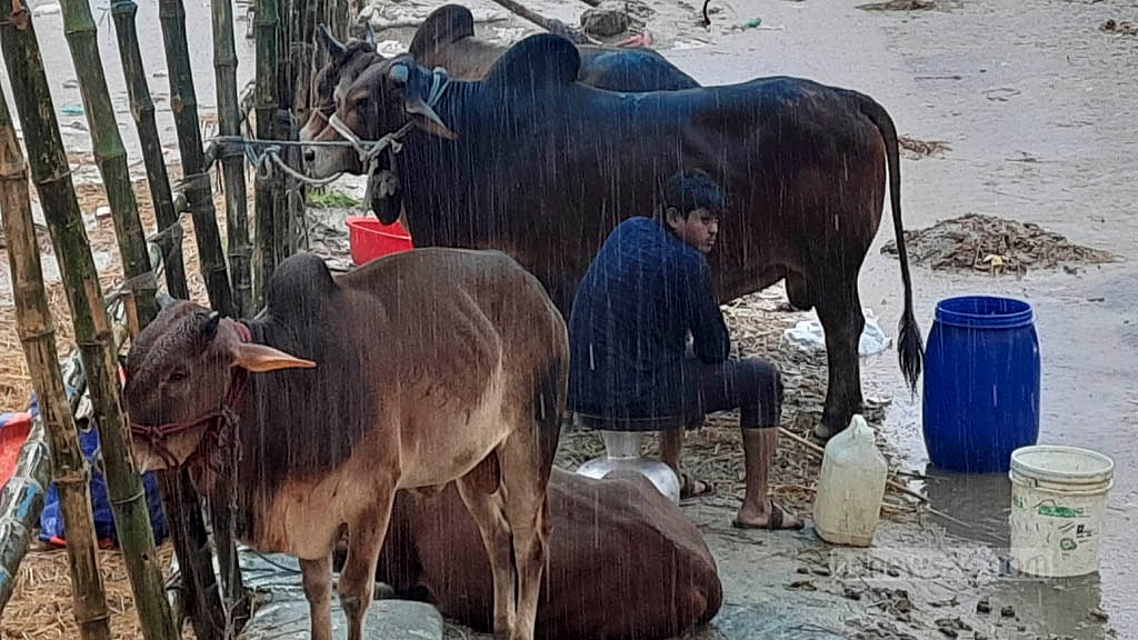 ভাঙা হাটে ঈদের সকালে গরু নিয়ে বসে বিমর্ষ বেপারীরা