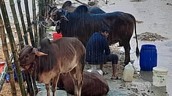 ভাঙা হাটে ঈদের সকালে গরু নিয়ে বসে বিমর্ষ বেপারীরা
