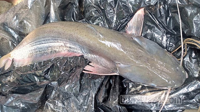 ইছামতীতে ধরা পড়ল ১০ কেজির বোয়াল