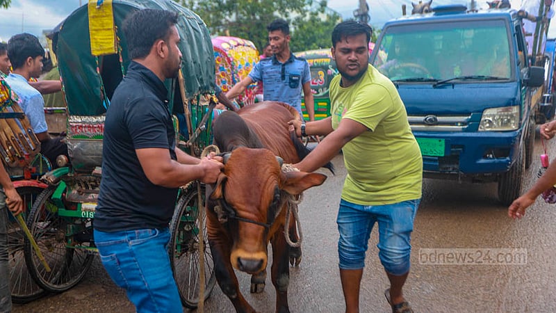 ঢাকার হাজারীবাগ কোরবানির পশুর হাটে গরু কেনা শেষে হাসিল ঘরের দিকে যাচ্ছেন ক্রেতারা।&amp;nbsp;ছবি: তাওহীদুজ্জামান তপু