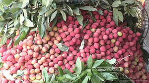 তীব্র গরমে ধুঁকছে দিনাজপুরের লিচুর বাজার