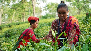 ঘণ্টায় ৫০ কেজি পাতা তোলেন উপলক্ষী, পাচ্ছেন প্রথম ‘চা পুরস্কার’