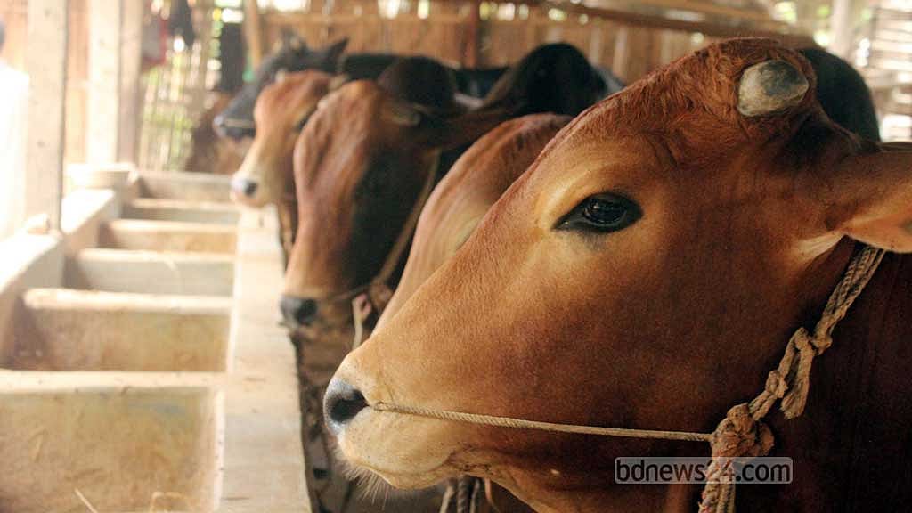 কোরবানি: কুষ্টিয়ায় ২ হাজার কোটি টাকার পশু বিক্রির আশা