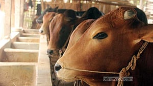 কোরবানি: কুষ্টিয়ায় ২ হাজার কোটি টাকার পশু বিক্রির আশা