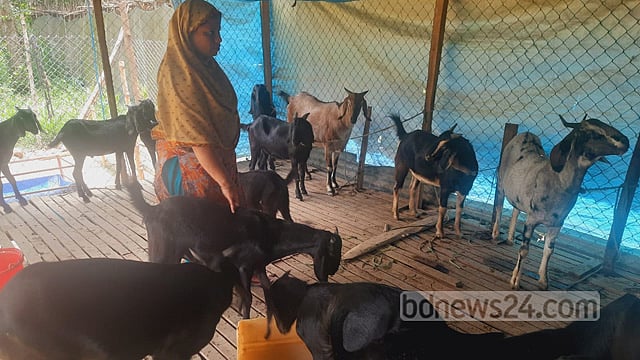 রাজশাহীতে ছাগল পালন বাড়ছে, সাবলম্বী হচ্ছেন অনেকে