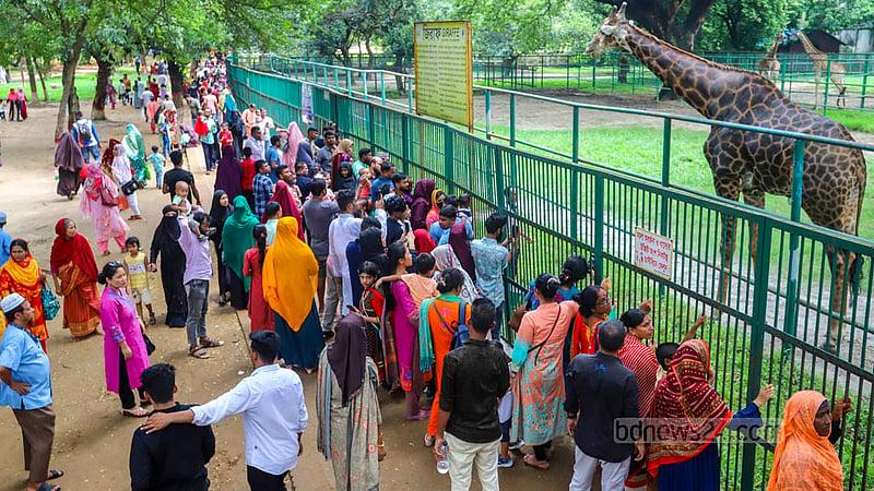 কোরবানির ঈদের পরদিন ঢাকা চিড়িয়াখানায় জিরাফ দেখতে ভিড়। ছবি: আসিফ মাহমুদ অভি