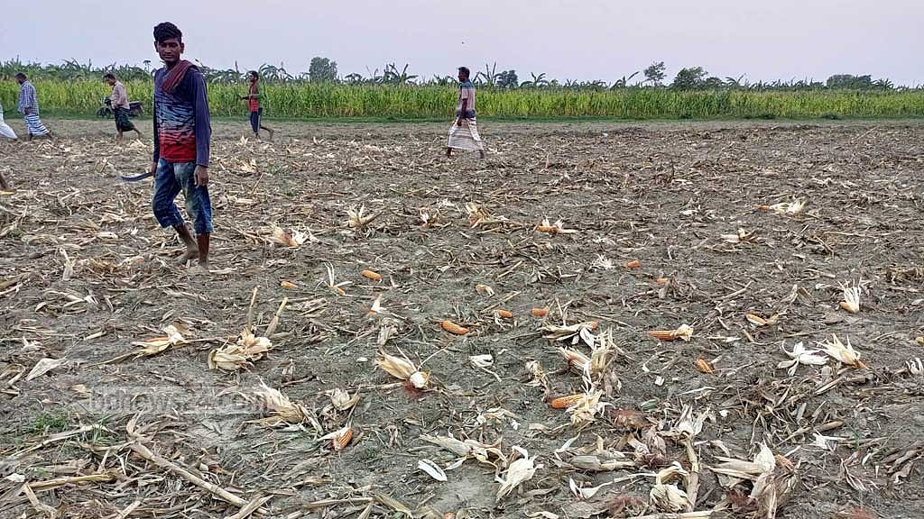 ঈশ্বরদীর চরে ভুট্টা ক্ষেত ট্রাক্টর চালিয়ে নষ্টের অভিযোগ