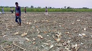 ঈশ্বরদীর চরে ভুট্টা ক্ষেত ট্রাক্টর চালিয়ে নষ্টের অভিযোগ
