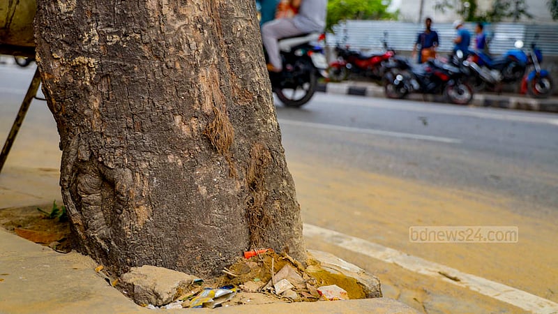 ঢাকার তেজগাঁও শিল্প এলাকার ফুটপাতে কংক্রিটে ঘেরা এই গাছের গোড়াতেও দেখা যায় না মাটি। বৃষ্টি ছাড়া পানি বা যত্ন মেলে না বোঝাই যায়।&amp;nbsp;ছবি: মাহমুদ জামান অভি