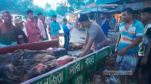 বগুড়ায় মৌসুমি চামড়া ব্যবসায়ীরা বিপাকে