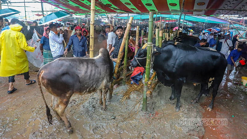 কোরবানির ঈদের আগের দিন বুধবার ঢাকার গাবতলীর হাটে প্রচুর পশু থাকলেও ক্রেতা তেমন ছিল না। ছবি: আসিফ মাহমুদ অভি