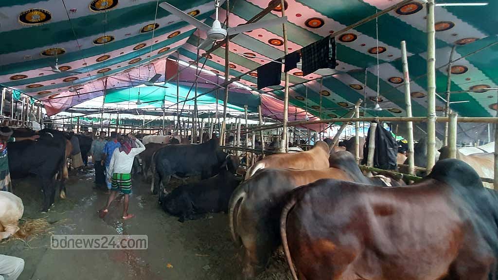 ঢাকার গাবতলীর হাটে গরুর বেপারীদের মাথায় হাত