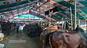 গাবতলীর হাটে গরুর বেপারীদের মাথায় হাত