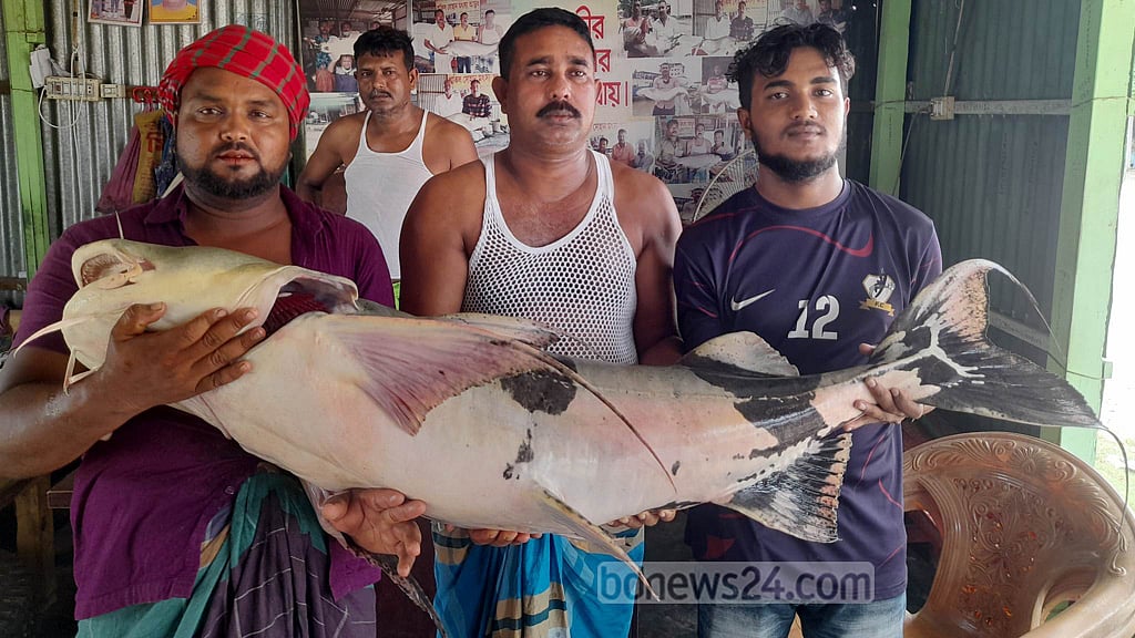 রাজবাড়ীর পদ্মায় জেলের জালে ২৯ কেজির বাঘাইড়