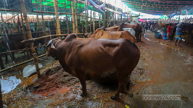 গাবতলীর হাটে প্রচুর বড় গরু থাকলেও তার চাহিদা ছিল কম। ছবি: আসিফ মাহমুদ অভি