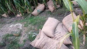 রংপুরে ভুট্টা ক্ষেতে পড়েছিল ভিজিএফের ৬০ বস্তা চাল