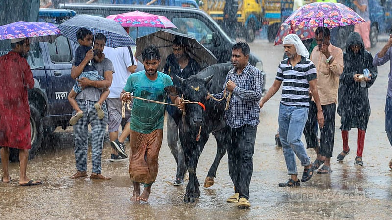 গাবতলীর পশুরহাট থেকে কোরবানির গরু কিনে বৃষ্টির মধ্যে হেঁটে বাড়ি ফিরছেন ক্রেতা। ছবি: আসিফ মাহমুদ অভি