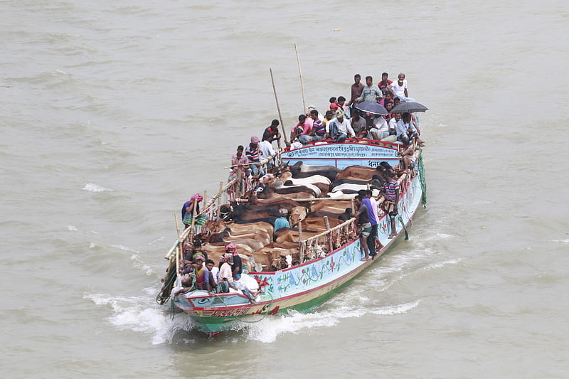 ঢাকার পোস্তগোলা পশুর হাটে নৌপথে গরু আনছেন ব্যাপারীরা। সোমবার বুড়িগঙ্গা নদীতে এমন চিত্র দেখা গেছে।