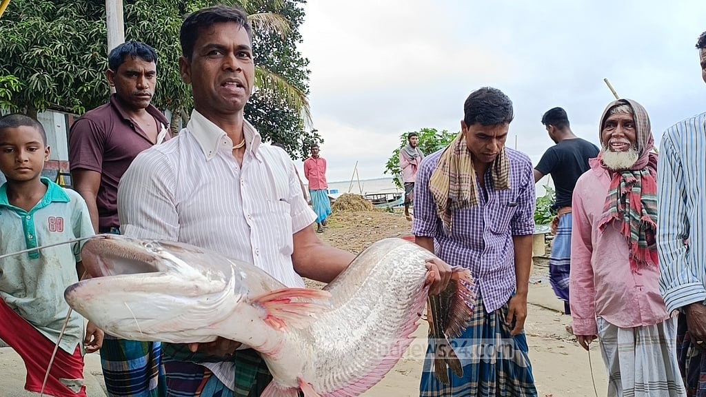 মানিকগঞ্জে পদ্মায় ধরা পড়ল সাড়ে ১২ কেজির বোয়াল