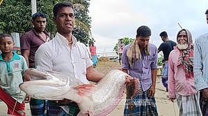 মানিকগঞ্জে পদ্মায় ধরা পড়ল সাড়ে ১২ কেজির বোয়াল