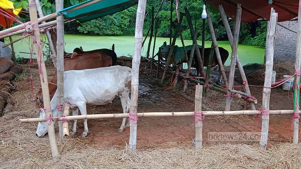 চট্টগ্রামে প্রহরীদের বেঁধে ৫ গরু ডাকাতি