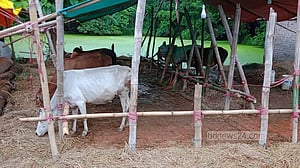 চট্টগ্রামে প্রহরীদের বেঁধে ৫ গরু ডাকাতি